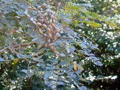 Piptadenia obliqua