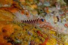 Notoclinops segmentatus