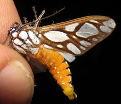 Robinsonia multimaculata