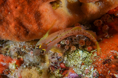 Notoclinops yaldwyni