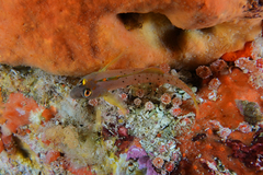 Notoclinops yaldwyni