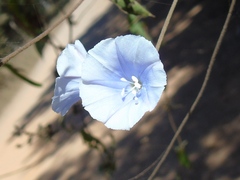 Jacquemontia abutiloides