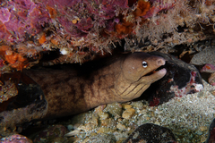 Gymnothorax nubilus