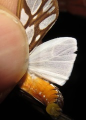 Robinsonia multimaculata