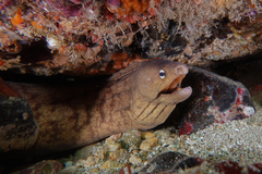 Gymnothorax nubilus