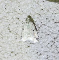 Maliattha concinnimacula