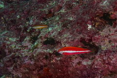 Suezichthys aylingi