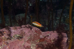 Suezichthys aylingi