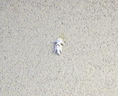 Euerythra trimaculata