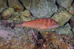 Pseudolabrus luculentus