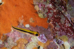 Forsterygion maryannae