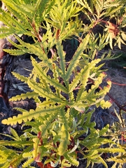 Lyonothamnus