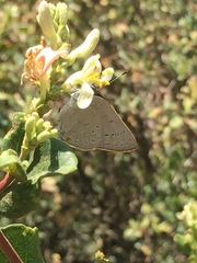 Satyrium sylvinus dryope