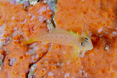 Notoclinops yaldwyni