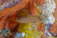 Notoclinops yaldwyni