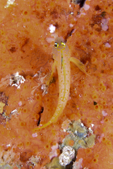 Notoclinops yaldwyni
