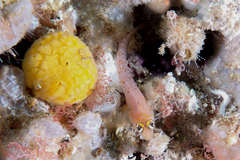 Notoclinops yaldwyni