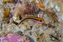 Forsterygion maryannae