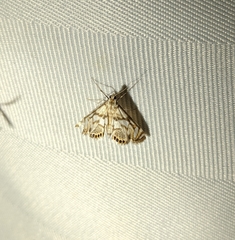 Neocataclysta magnificalis