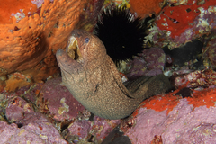 Gymnothorax porphyreus