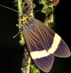 Aclytia