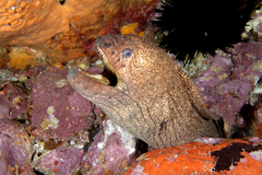 Gymnothorax porphyreus