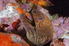 Gymnothorax porphyreus