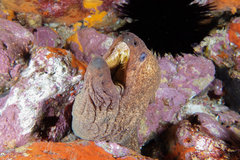 Gymnothorax porphyreus
