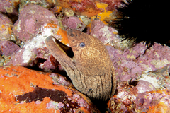 Gymnothorax porphyreus