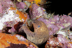 Gymnothorax porphyreus