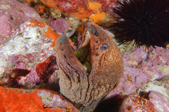 Gymnothorax porphyreus