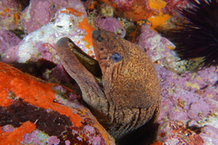 Gymnothorax porphyreus