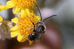 Melissodes microstictus