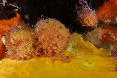 Notoclinops yaldwyni