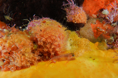 Notoclinops yaldwyni