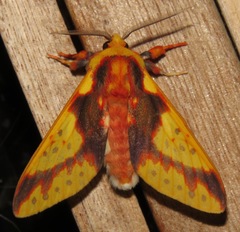 Symphlebia