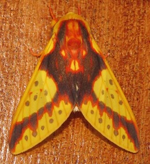 Symphlebia