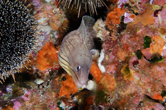 Gymnothorax nubilus
