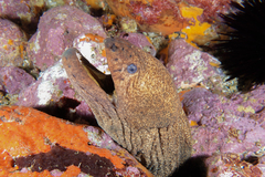 Gymnothorax porphyreus