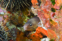 Gymnothorax nubilus