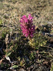 Pedicularis lanata