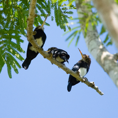 Brachygalba lugubris