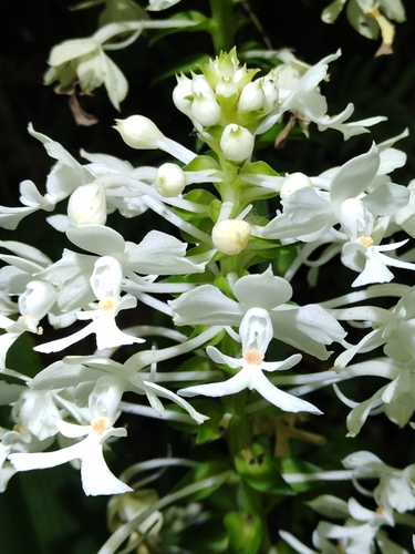 Calanthe triplicata iNat (1)
