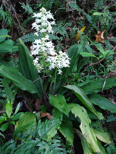 Calanthe triplicata