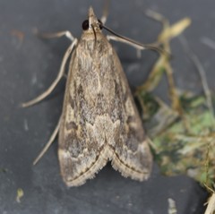 Loxostege allectalis