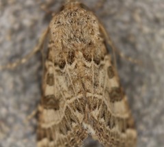 Protoschinia nuchalis