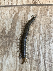 Hemiscolopendra
