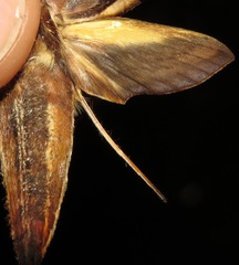 Xylophanes pyrrhus