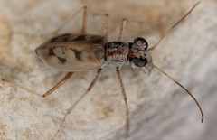 Ellipsoptera lepida