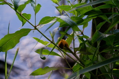 Puccinia minutissima